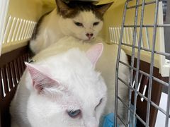 -佳雯宠物医院(四明中路分院)