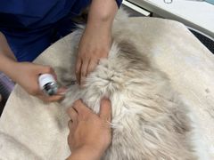 -萌兽医馆·宠物医院·猫骨科(创景店)