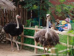 -北京野生动物园