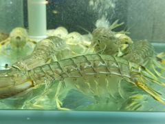 -1718海鲜姿造(苏宁宴请臻选店)