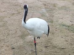 -盐城丹顶鹤湿地生态旅游区