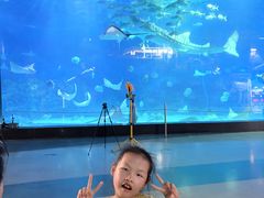 -烟台海昌鲸鲨海洋公园