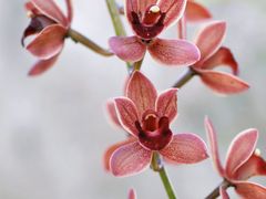 -中国科学院华南植物园