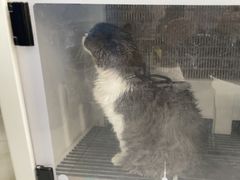 -心仪动物医院·牙专科·肿瘤·心脏科(西客站院)