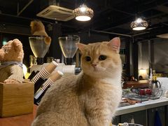 -咖法森林·咖啡  酒吧(天河店)