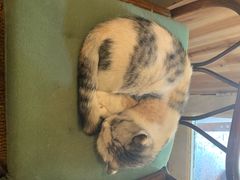 -猫色咖啡·猫咖