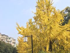 -MAMACHA妈妈茶(海信店)