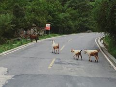 -硗碛藏寨·神木垒景区