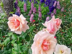 -人民公园(罗湖区)