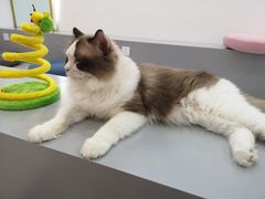 -糯米喵星人·撸猫猫舍咖啡馆(西市场嘉华店)