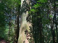 -天目山大树王景区
