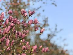-桃花堤公园