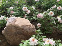 -洛阳市隋唐城遗址植物园