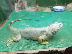 -上海大自然野生昆虫馆(东方明珠·爬宠昆虫探索中心)