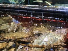 -东江港海鲜城(广雅花园别墅区店)