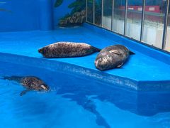 -海合安成都极地海洋公园