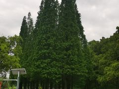 -宜兴龙背山森林公园