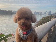 -芭比堂动物医院广州顽皮分院