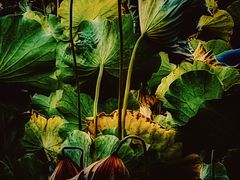 -莲花池公园