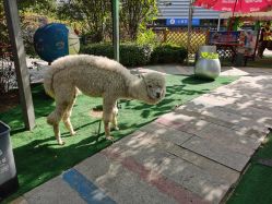 -萌宠亲子动物乐园(槐房万达店)