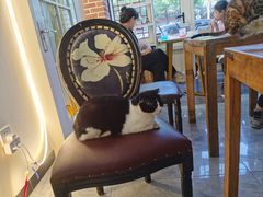 -猫小院猫主题餐厅(南锣旗舰店)