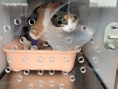 -爱诺耐芙动物医院(万博店)