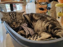 -平行世界·猫咖(首经贸店)