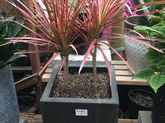 -秦美花卉(天朗·莱茵小城2期店)