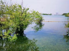 -贡湖湾湿地公园