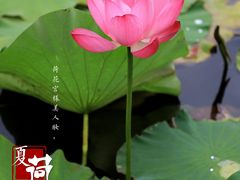 -海天湖公园