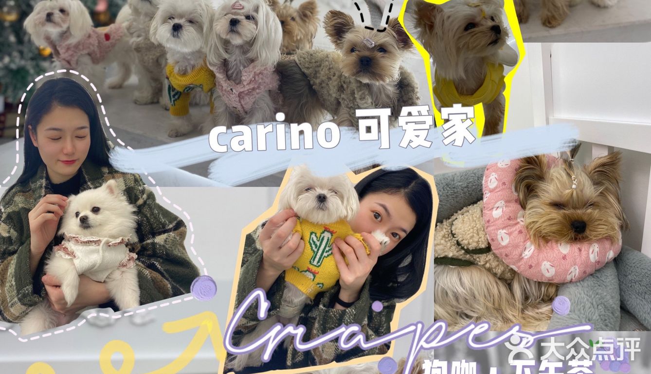 成都探店｜可爱家的狗狗也太好rua了