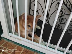 -喜柴咖啡·柴犬狗咖