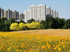 -洋湖国家湿地公园