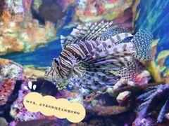 -上海海洋水族馆