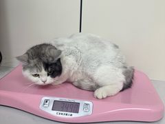 -贝康宠物医院·犬猫全科·小动物特色诊疗中心(东环路店)