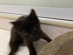 -安安宠物医院(情缘分院)