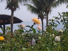 -亚龙湾国际玫瑰谷