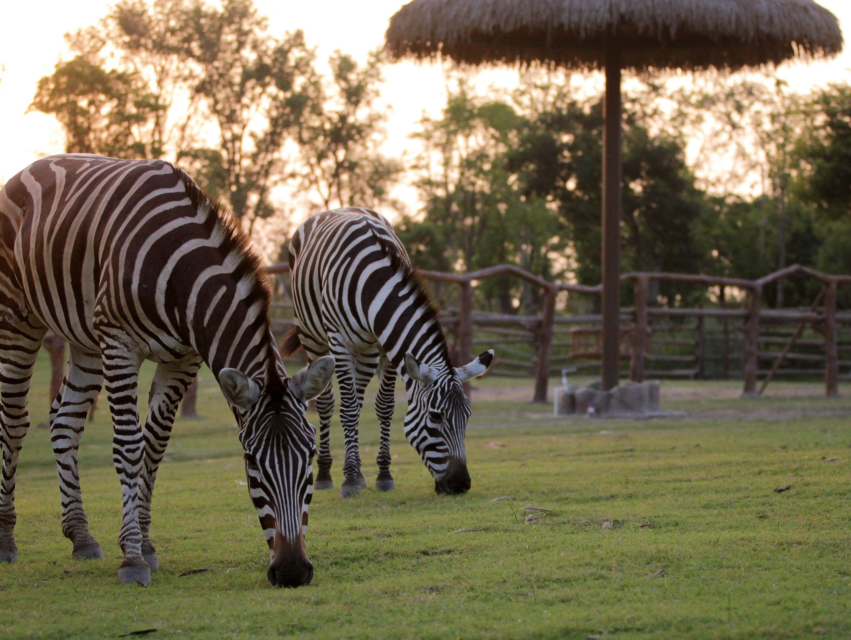 斑马是非洲特产,所以住在咱们非洲草原餐厅旁再合适不过了😁