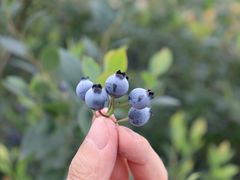 -金谷域澳洲庄园