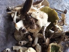 -兴福老面馆(寺路街店)