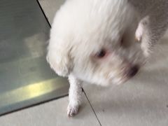 -瑞派福兴宠物医院犬猫全科·骨科·中西医结合(河东店)