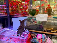 -双季花艺园艺市场(浦东店)