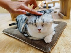-猫和宫(六道口店)