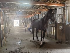 -北京群众马术培训基地