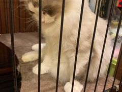 -多卡布奇宠物生活馆(上林世家店)