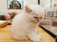 -袖虎·猫馆(体育西路店)