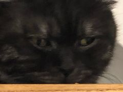 -团子家猫咪猫咖馆·柯基·柯尔鸭