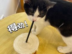 -有喵·猫咖·狗咖·30几只猫10只小狗(岗厦店)