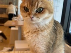 -有喵·猫咖·狗咖·40+猫狗有小奶狗(岗厦店)