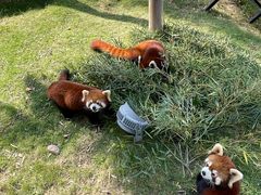 -灵玲国际马戏城